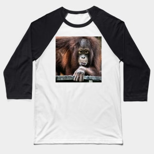 Young male Orangutan, Borneo Baseball T-Shirt